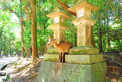 奈良公園　鹿3.jpg