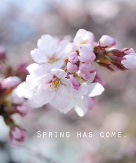 春が来た桜.jpg