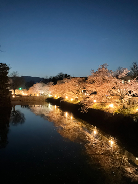 松本城桜2022d.jpg