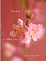 桃の花2.jpg