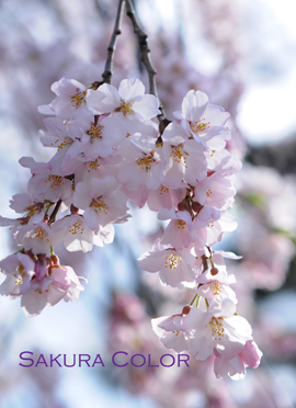 桜から―.jpg