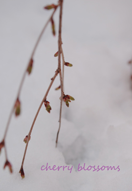 雪の枝垂桜.jpg